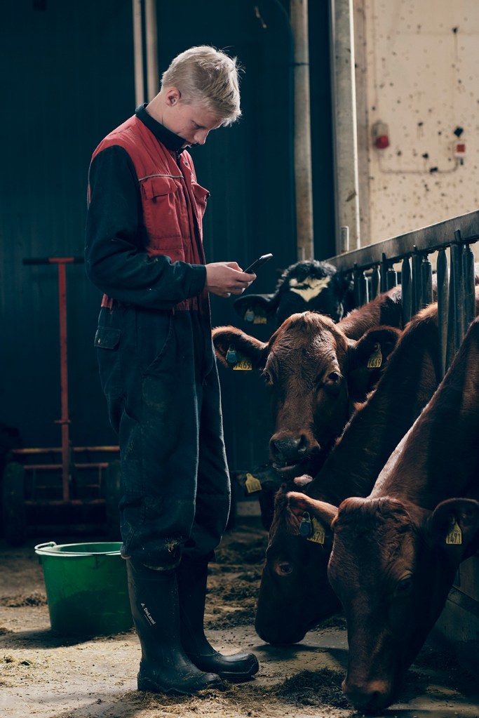 Man diagnosing his cow 2ith sensehub monitoring app